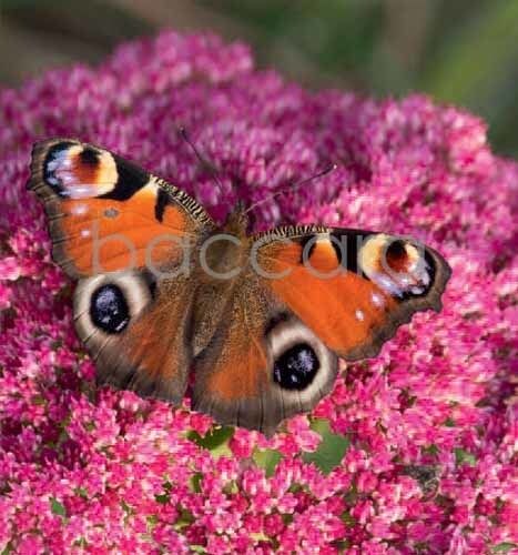 7147 mini kvadratisk 20-pakk