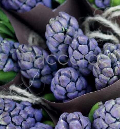 7155 mini kvadratisk 20-pakk