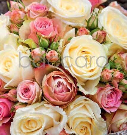 7136 mini kvadratisk 20-pakk