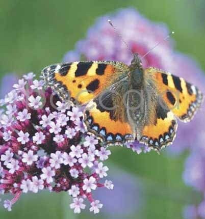 7109 mini kvadratisk 20-pakk