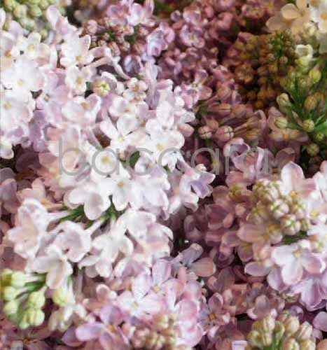 7152 mini kvadratisk 20-pakk