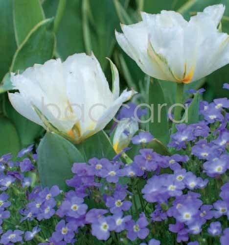 7159 mini kvadratisk 20-pakk