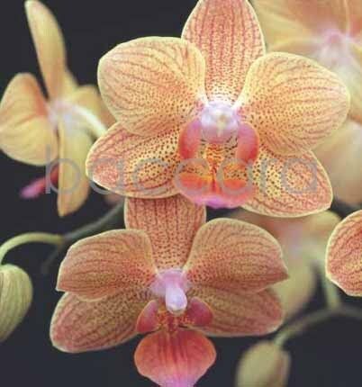 7104 mini kvadratisk 20-pakk