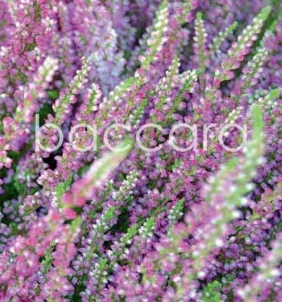 7098 mini kvadratisk 20-pakk