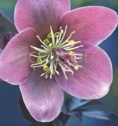 7111 mini kvadratisk 20-pakk