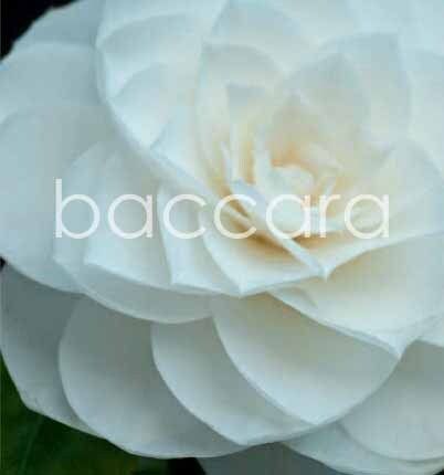 7085 mini kvadratisk 20-pakk