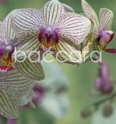 7092 mini kvadratisk 20-pakk