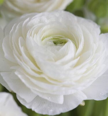 7013 mini kvadratisk 20-pakk