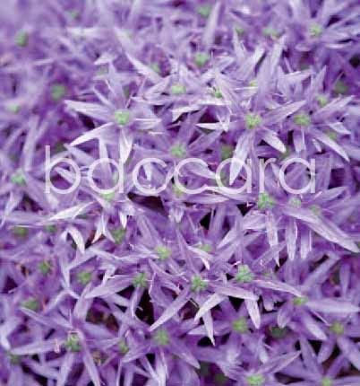 7086 mini kvadratisk 20-pakk