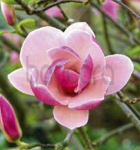 7218 mini kvadratisk 20-pakk