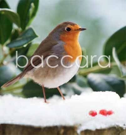 7507 mini kvadratisk 20-pakk