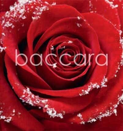 7501 mini kvadratisk 20-pakk