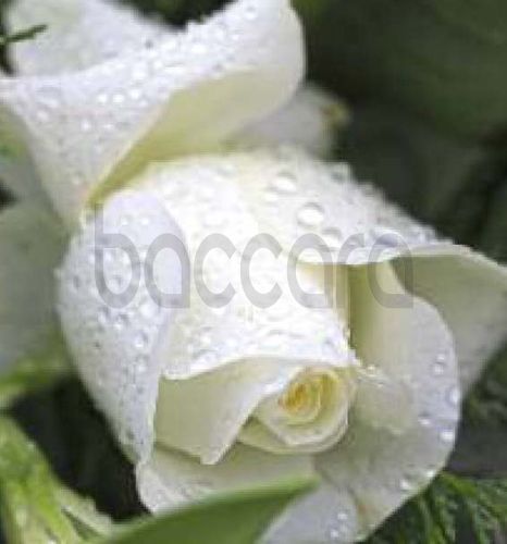 7222 mini kvadratisk 20-pakk