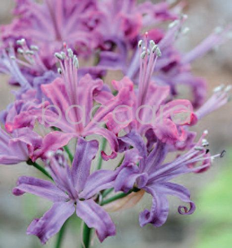 7205 mini kvadratisk 20-pakk