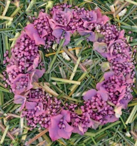 7191 mini kvadratisk 20-pakk