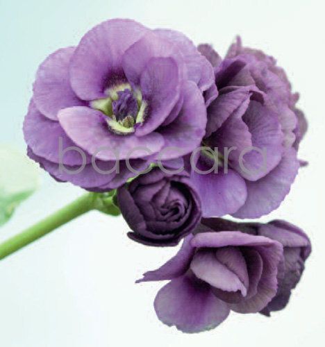 7193 mini kvadratisk 20-pakk