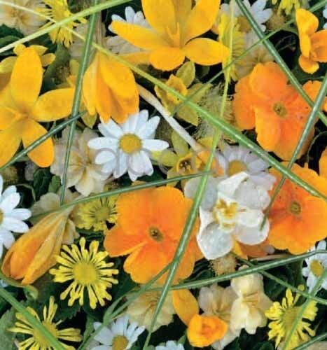 7185 mini kvadratisk 20-pakk