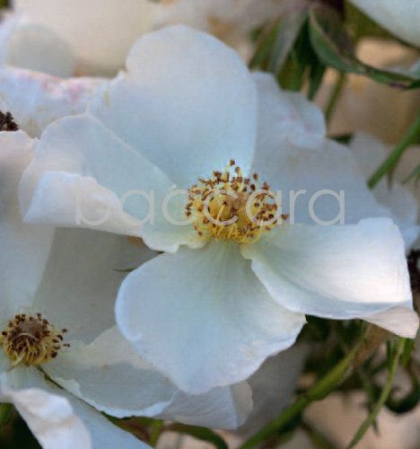 7206 mini kvadratisk 20-pakk