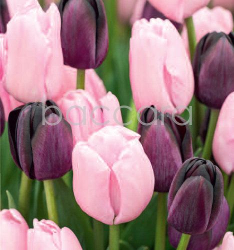 7212 mini kvadratisk 20-pakk