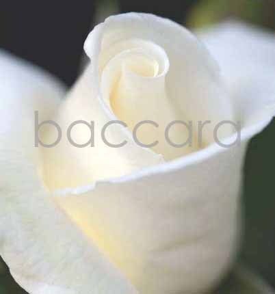 7117 mini kvadratisk 20-pakk