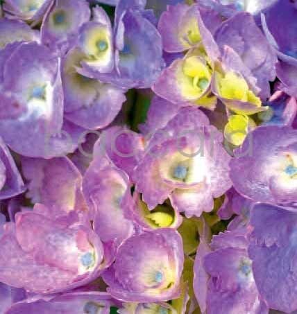 7119 mini kvadratisk 20-pakk