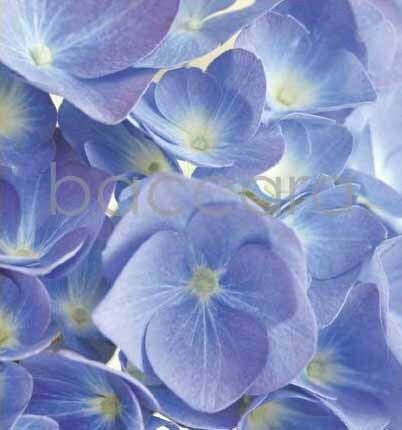 7114 mini kvadratisk 20-pakk