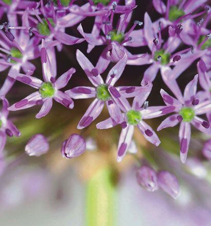 7066 mini kvadratisk 20-pakk