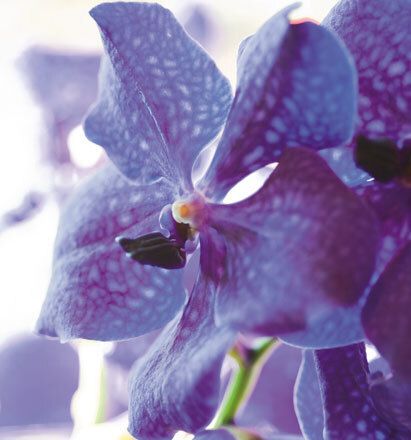 7035 mini kvadratisk 20-pakk