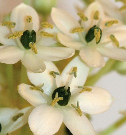 7005 mini kvadratisk 20-pakk