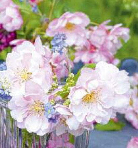 7216 mini kvadratisk 20-pakk