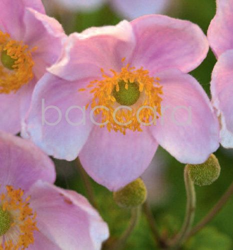 7209 mini kvadratisk 20-pakk