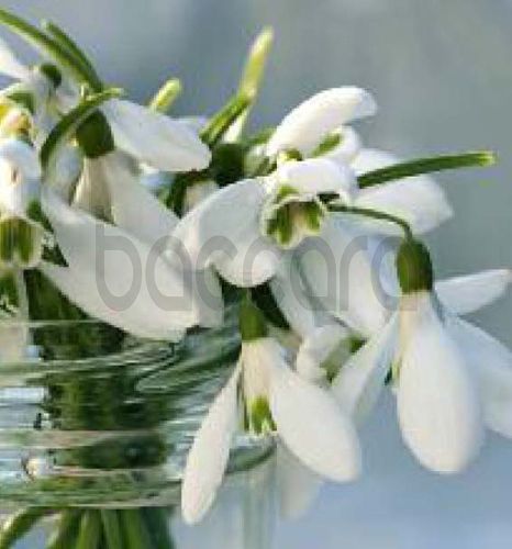 7215 mini kvadratisk 20-pakk