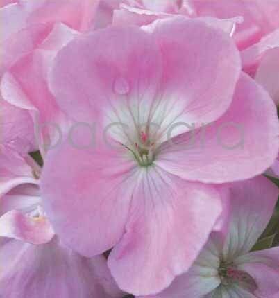 7105 mini kvadratisk 20-pakk