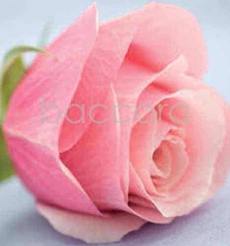 7161 mini kvadratisk 20-pakk