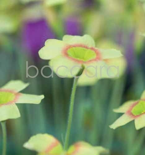 7160 mini kvadratisk 20-pakk