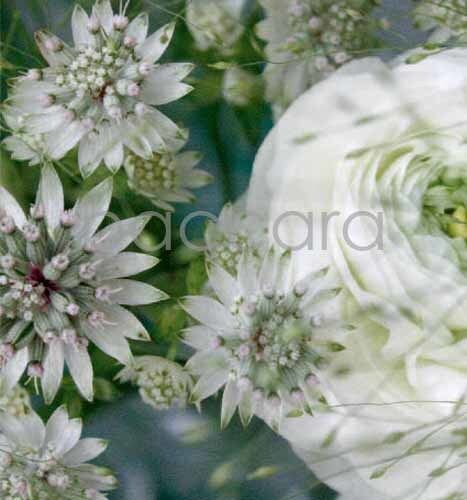 7154 mini kvadratisk 20-pakk