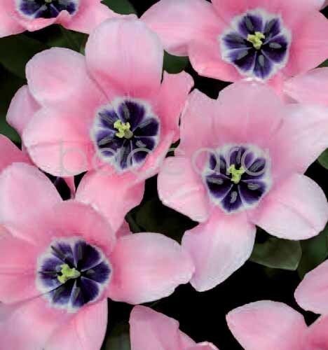 7158 mini kvadratisk 20-pakk