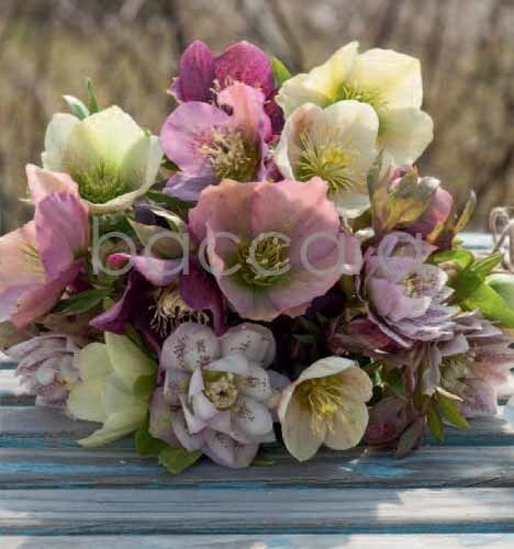 7145 mini kvadratisk 20-pakk