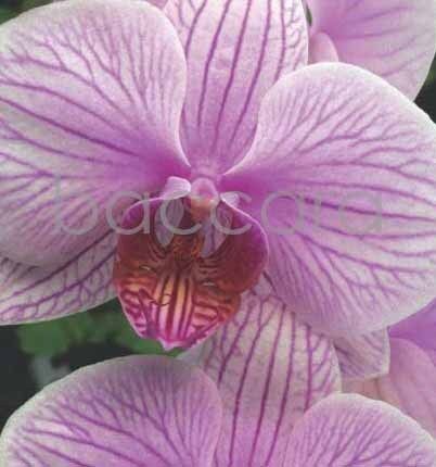 7113 mini kvadratisk 20-pakk