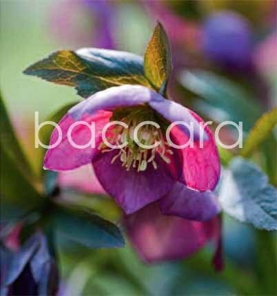 7090 mini kvadratisk 20-pakk