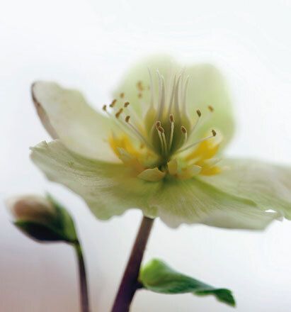 7041 mini kvadratisk 20-pakk