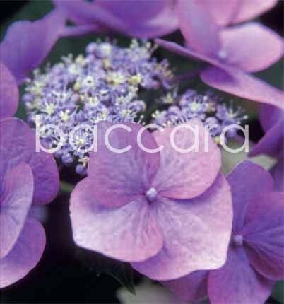 7089 mini kvadratisk 20-pakk