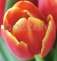 7069 mini kvadratisk 20-pakk