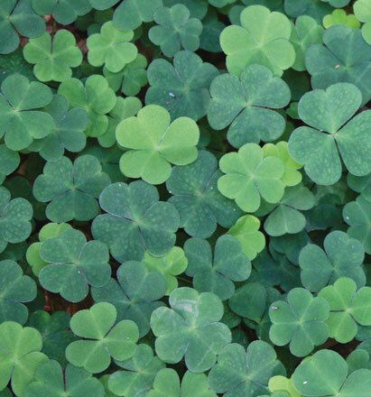 7053 mini kvadratisk 20-pakk