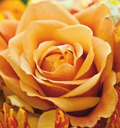 7056 mini kvadratisk 20-pakk