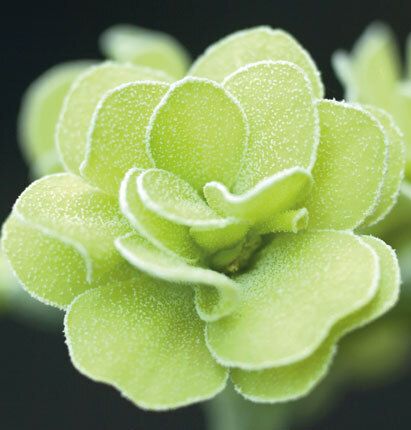 7075 mini kvadratisk 20-pakk