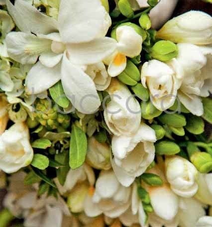 7132 mini kvadratisk 20-pakk