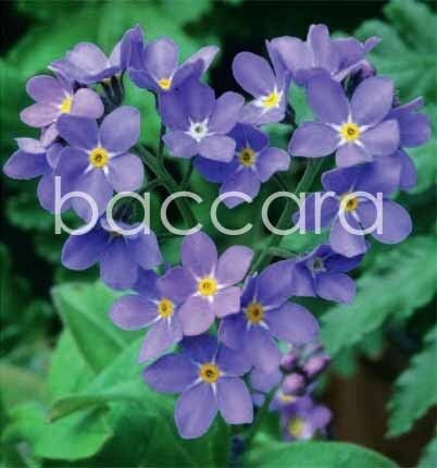 7094 mini kvadratisk 20-pakk