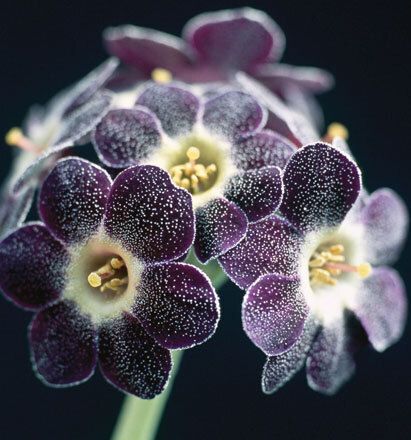 7078 mini kvadratisk 20-pakk