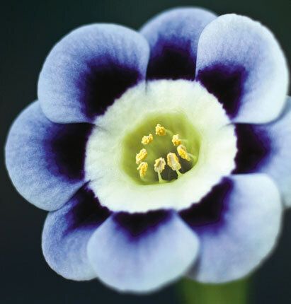 7076 mini kvadratisk 20-pakk